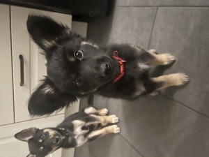 süße Pinscher-Husky Mix Welpe