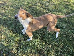 *BENJI* - der schottische Collie Mischling geht sehr gerne spazieren 