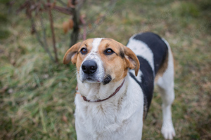 *TOTO* Ein lieber, neugieriger, aktiver Junghund
