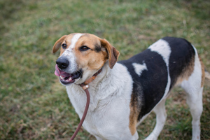 *TOTO* ist neugierig, er lernt sehr gerne und geht toll an der Leine