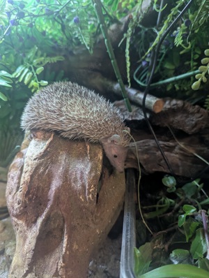 Igel tanrek Nachwuchs zu verkaufen 