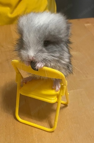 Chinchilla angora rpa Babys männchen und weibchen ebony Weiss schecke