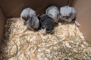 Chinchilla angora rpa Babys männchen und weibchen ebony Weiss schecke ebony mittel Bild 3