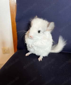 Chinchilla angora rpa Babys männchen und weibchen ebony Weiss schecke ebony mittel Bild 6