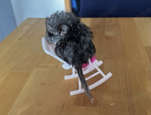 Chinchilla angora rpa Babys männchen und weibchen ebony Weiss schecke ebony mittel Bild 5