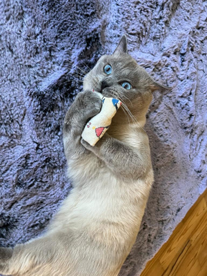 Reinrassiger BKH Deckkater mit wunderschönen blauen Augen