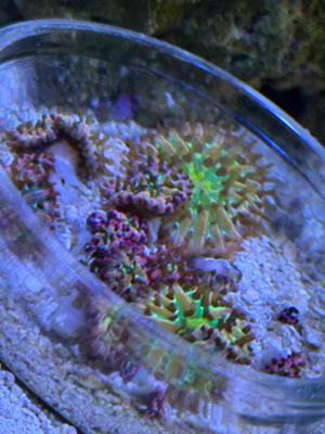 Korallen Meerwasser Ableger Fungia Rainbow