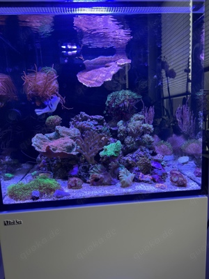 Korallen Meerwasser Ableger Fungia Rainbow Bild 3