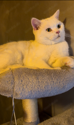 Deckkater BKH Britisch  Bild 2