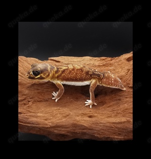 1.0 Nephrurus Levis Pilbarensis het Patternless (CB 2021) 