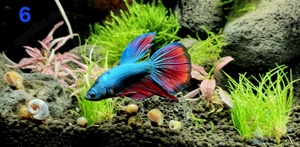 Kampffisch Männchen Betta splendens Halfmoon 