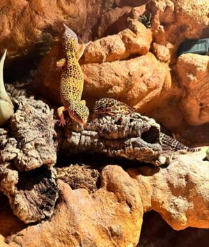 Leopardgecko Damen 