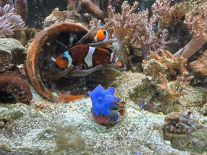 Korallen. Meerwasseraquarium komplett. 60 Liter. 
