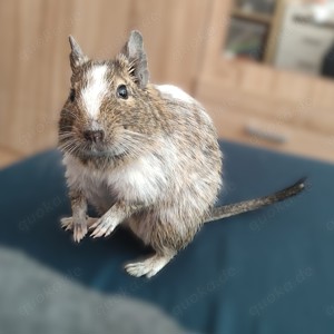 Degu sucht ein neues Zuhause