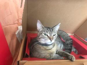 hallo ich suche eine katze