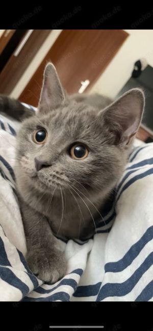 baby kater  Bild 2