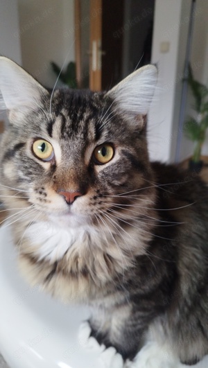 Maine Coon Kater 