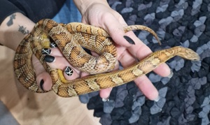 Kornatter weiblich zur Abgabe 