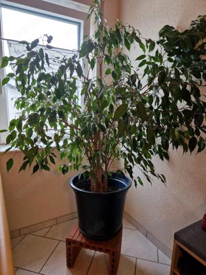 Birkenfeige Ficus Benjamini 1,60m Zimmerpflanze Büropflanze