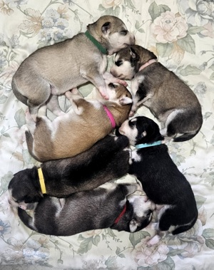 6 süße Husky-Welpen suchen ein neues Zuhause