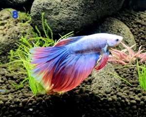 Kampffisch Männchen Betta splendens Halfmoon 