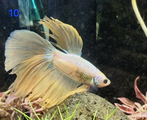 Kampffisch Männchen Betta splendens Halfmoon 