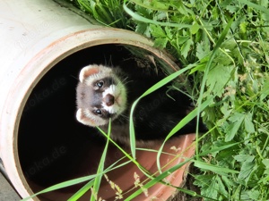 Frettchen Tierheim, Bayern, Baden-Württemberg Bild 3