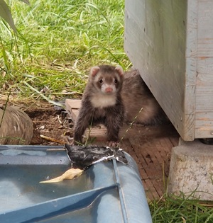 Frettchen Tierheim, Bayern, Baden-Württemberg Bild 3