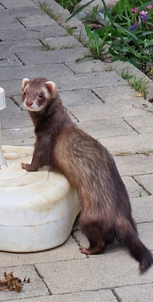 Frettchen Tierheim Bayern, Baden-Württemberg