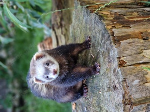 Frettchen Tierheim, Baden-Württemberg, Bayern