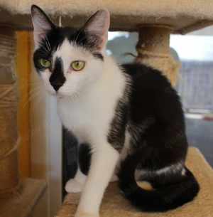 Lieber Tommy (FelV positiv) sucht sein Kuschelkörbchen  