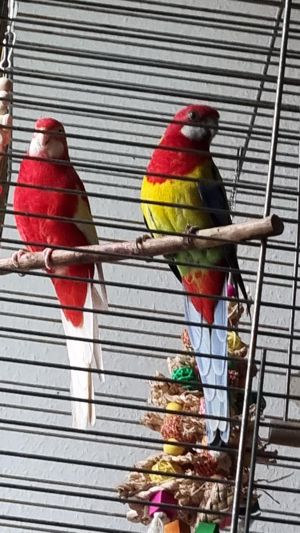 rosella sittiche