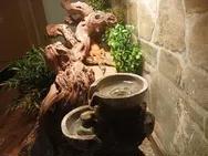 Leopardengeckos 