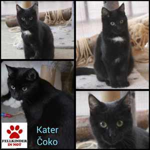 Verspielter Coko sucht seine Menschen