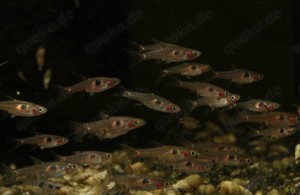Boraras maculatus - Zwergbärbling - Schwarmfisch - Aquarium Bild 4