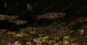 Boraras maculatus - Zwergbärbling - Schwarmfisch - Aquarium Bild 6