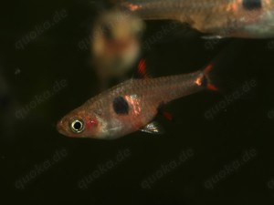 Boraras maculatus - Zwergbärbling - Schwarmfisch - Aquarium Bild 3
