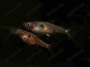 Boraras maculatus - Zwergbärbling - Schwarmfisch - Aquarium Bild 2