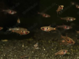 Boraras maculatus - Zwergbärbling - Schwarmfisch - Aquarium Bild 5
