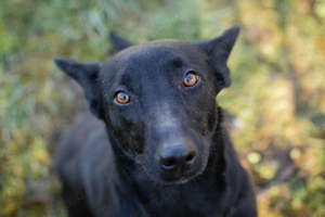 *ANOUSH* - sie ist aktiv, unternehmungslustig und tobt sehr gerne 