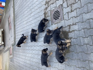 Schäferhundwelpen Bild 2