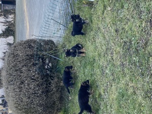 Schäferhundwelpen Bild 3
