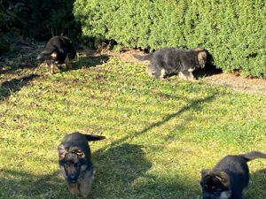 Schäferhundwelpen Bild 4
