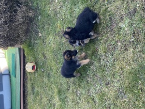 Schäferhundwelpen Bild 6