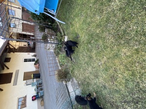 Schäferhundwelpen Bild 7