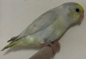 Verkaufe junge Blaugenicksperlingspapageien Bild 3