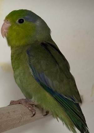 Verkaufe junge Blaugenicksperlingspapageien Bild 5