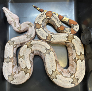 1.1 Boa constrictor Amarali Bild 2