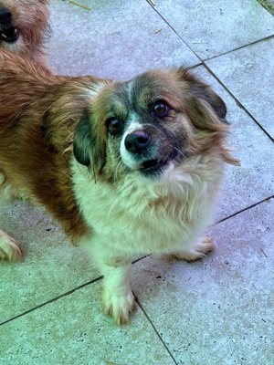 Bella hat die richtige Größe zum Kuscheln