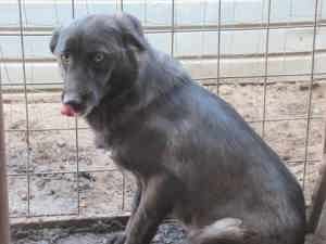 Milan G ca. 40 cm   mit dem tollen Blick